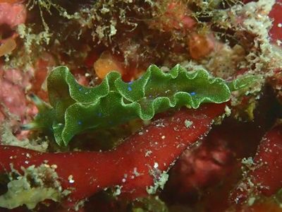 アオボシミドリガイ黄金崎1603