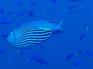 ヒレナガヤッコ♂久米島1406