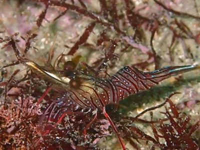 ｻﾗｻｴﾋﾞ黄金崎1603