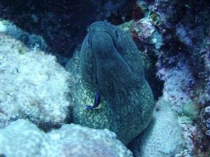 ゴマウツボ水納島1307