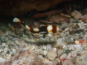 ムスジコショウダイyg串本住崎靖典160826