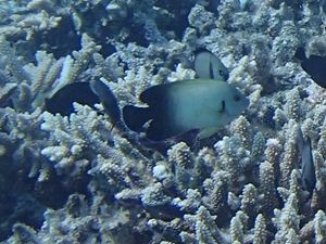 ナメラヤッコ慶良間・阿嘉島1404