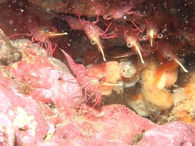 ｻﾗｻｴﾋﾞ坊津・赤水1610