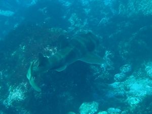 ネコザメ1512伊豆大島