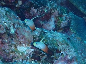 慶良間・奥武島1404