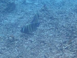 慶良間阿嘉島1604