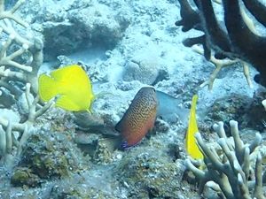アカハラヤッコ慶良間・安室島1505