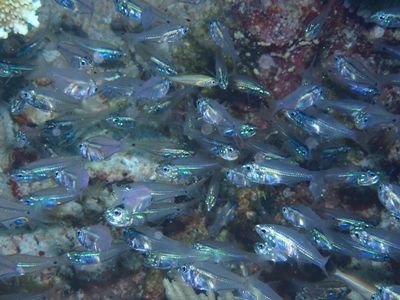 9：21ｽｶｼﾃﾝｼﾞｸﾀﾞｲ