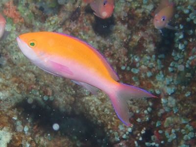 9：08ﾌﾀｲﾛﾊﾅｺﾞｲ