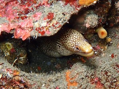 ワカウツボ八丈島・乙千代浜1508