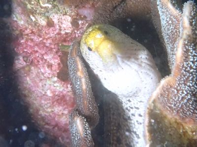 ワカウツボ鹿児島・大当1705