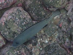 コロダイ鹿児島坊津・華の根靖典150619