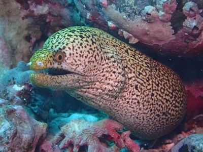 ワカウツボ柏島民家下北北1509