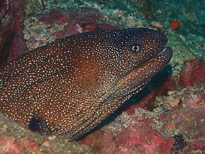 ｱﾃﾞｳﾂﾎﾞ栢島小勤崎1509