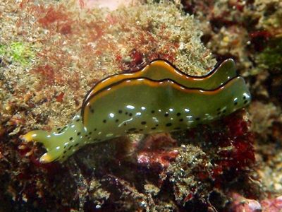 コノハミドリガイ城ヶ島1610