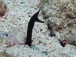 ハナヒゲウツボyg栢島1411