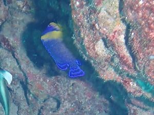 スミレヤッコ慶良間・久場島1505