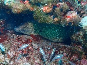 ゴマウツボ慶良間・安室島1505