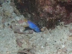 ハナヒゲウツボ栢島1410