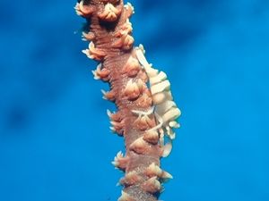 水納島ポパイ1609