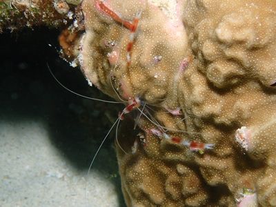 9：20ｵﾄﾋﾒｴﾋﾞ