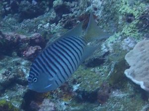 ヤイトヤッコ♂石垣島1605