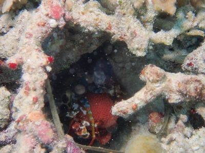 9：33ﾓﾝﾊﾅｼｬｺ