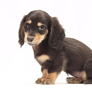 typeMV_miniature-dachshund