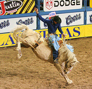 saddlebronc