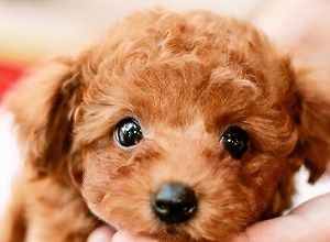 dog21