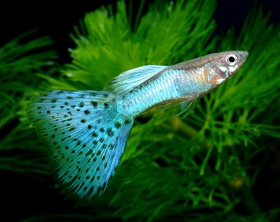 AquamarineBlueGlassGuppy