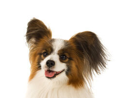 top_dog_papillon