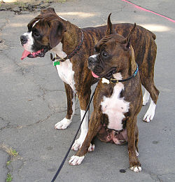 250px-Boxer_(dog)