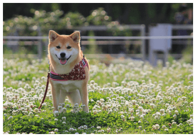 柴犬