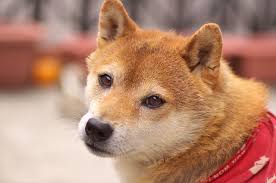 ダウンロード