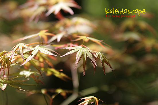 momiji