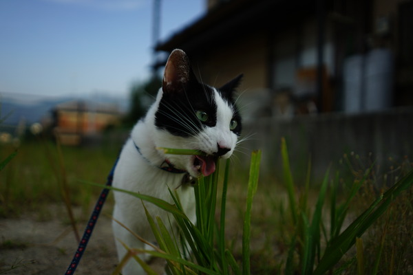 DSC00089