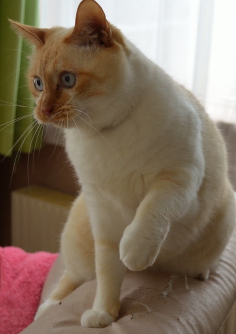 hobinosuke_0022
