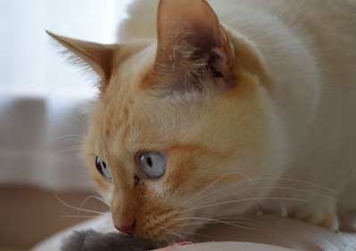 hobinosuke_0010_02