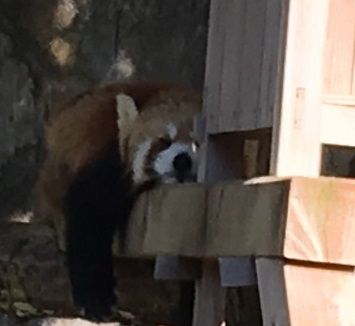 珍獣3