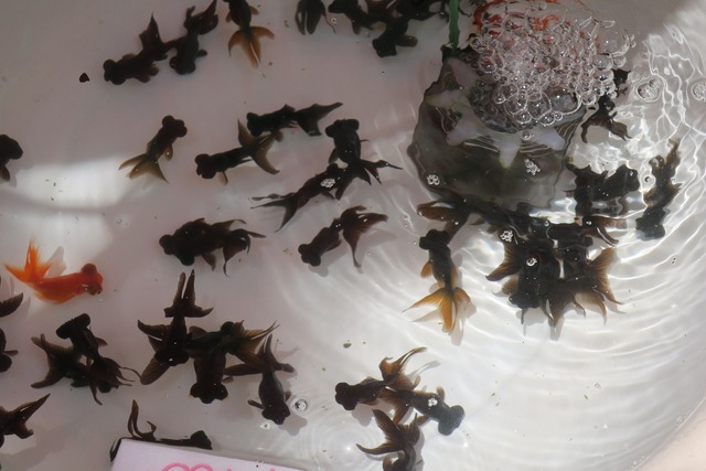 江戸川金魚まつり (13)