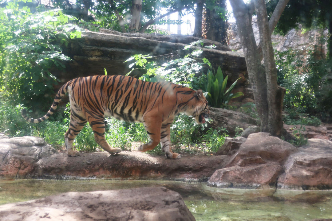 上野動物園 (10)