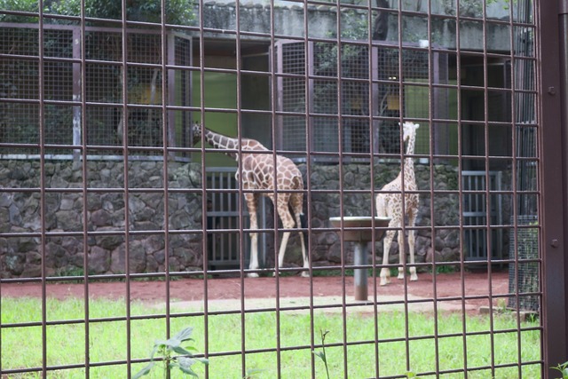 上野動物園 (11)