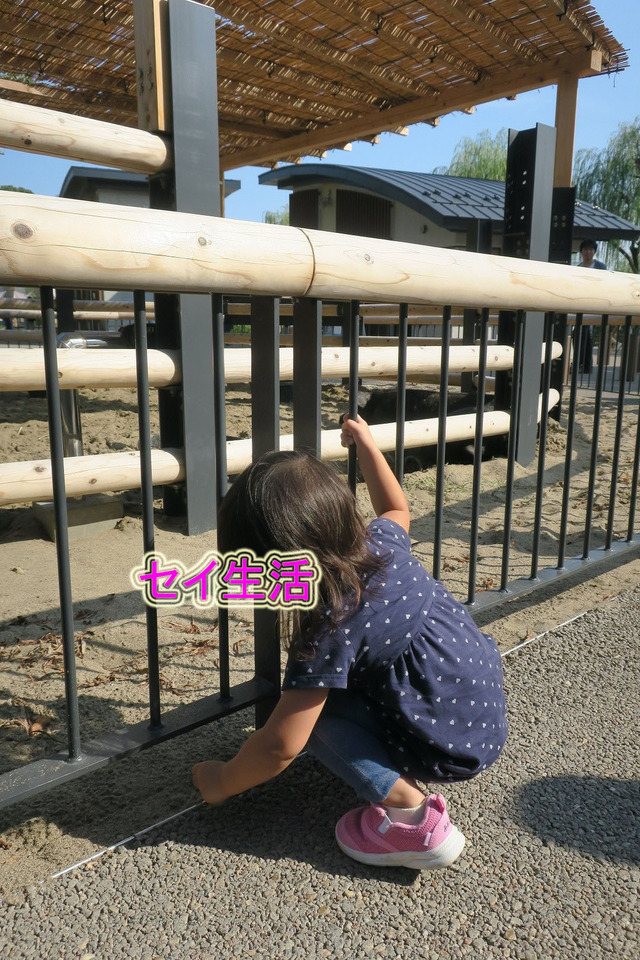 上野動物園 (9)