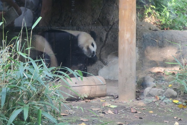 上野動物園 (4)