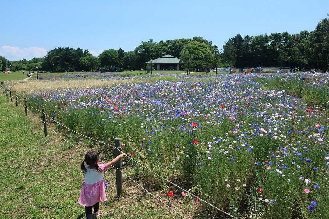葛西臨海公園 (6)