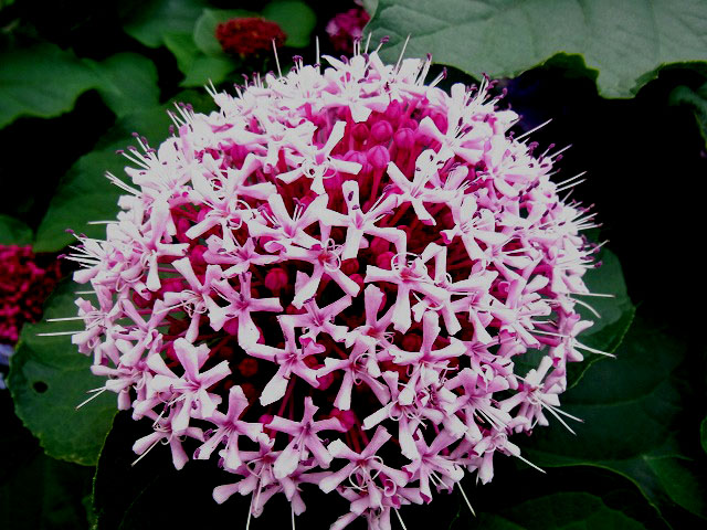 紫陽花 (4)