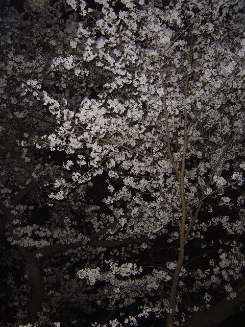 代々木公園夜桜A