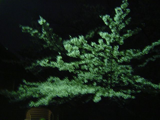代々木公園夜桜1