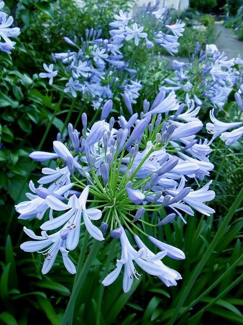 紫陽花 (2)